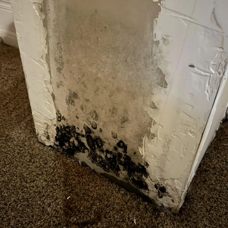 Professional Mold Removal in Young Harris, GA